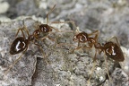 Prenolepis nitens  Honigameise 3 2