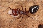 Formicidae (Ameisen)
