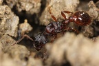 Myrmica rubra  Rote Gartenameise WK1 2