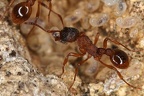 Myrmica ruginodis  Waldknotenameise 1 2v