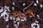 Myrmica ruginodis  Waldknotenameise 4 2v