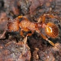 Myrmica sabuleti  S  beldornige Knotenameise WA1 2
