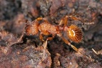 Myrmica sabuleti  S  beldornige Knotenameise WA1 2