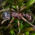 Myrmica sulcinodis  Dunkelbrauene Knotenameise 6 2