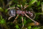 Myrmica sulcinodis  Dunkelbrauene Knotenameise 6 2