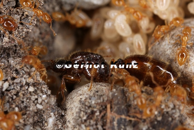 Solenopsis_fugax__Gelbe_Diebsameise_WK6_2.jpg
