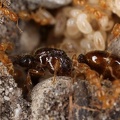 Solenopsis fugax  Gelbe Diebsameise WK6 2