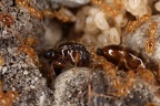 Solenopsis fugax  Gelbe Diebsameise WK6 2