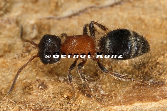 Myrmilla calva9 2