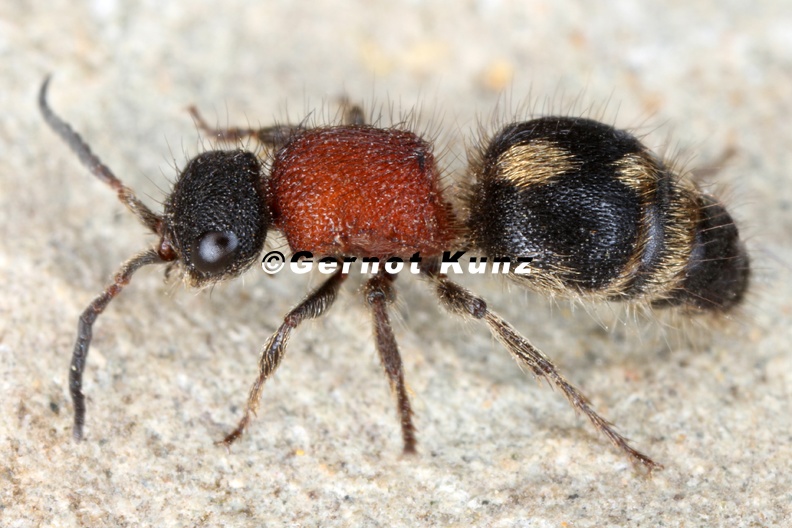 Physetopoda halensis 9 2
