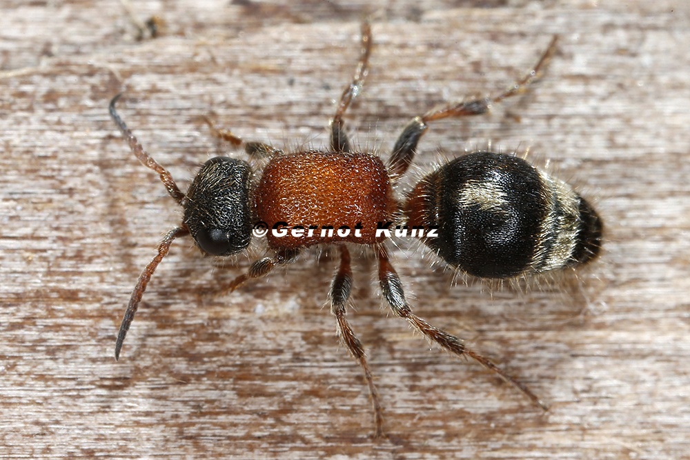 Smicromyrme rufipes3 3