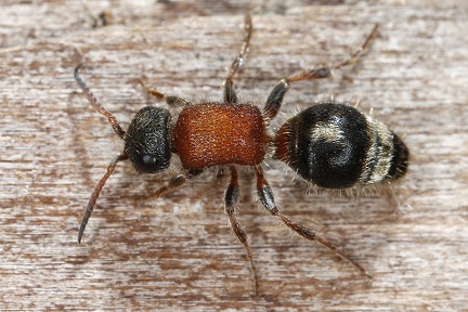 Smicromyrme rufipes3 3