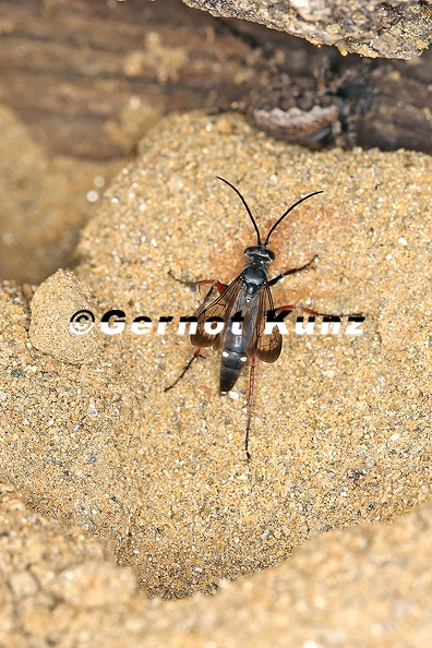 Episyron_rufipes__Rotbeinige_Wegwespe_3_2.jpg