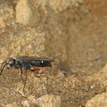 Episyron rufipes  Rotbeinige Wegwespe 4 2