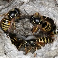 Dolichovespula norwegica  Norwegische Wespe 1 2