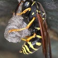 Polistes sp  8 2