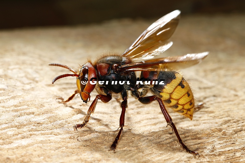 Vespa_crabro__Hornisse_1_2v.jpg