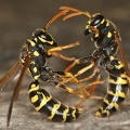 Vespidae  Faltenwespen 1 2