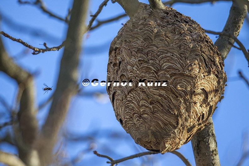 Vespula_velutina__Asiatische_Hornisse_1_2.jpg