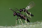 Hymenoptera (Hautflügler)