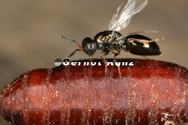 Nasonia_vitripennis__Erzwespe_W5_2.jpg