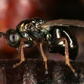 Nasonia vitripennis  Erzwespe  Eiablage W1 2