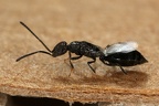 Chalcidoidea (Erzwespenartige)