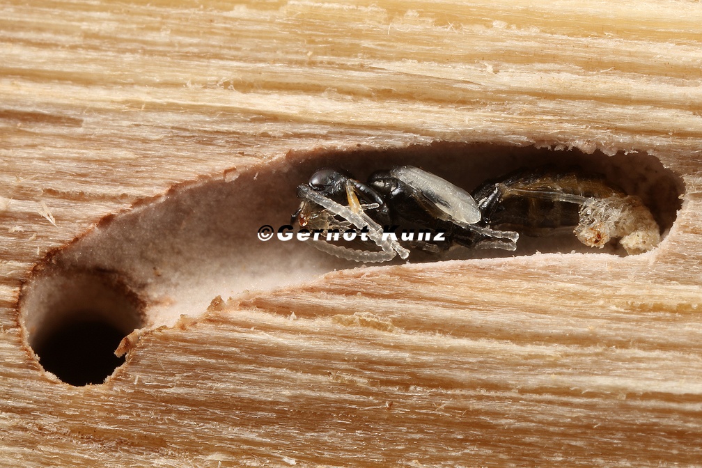 Parasitic vasp of Anisandrus dispar  Ungleicher Holzbohrer W1 3