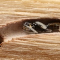 Parasitic vasp of Anisandrus dispar  Ungleicher Holzbohrer W1 3