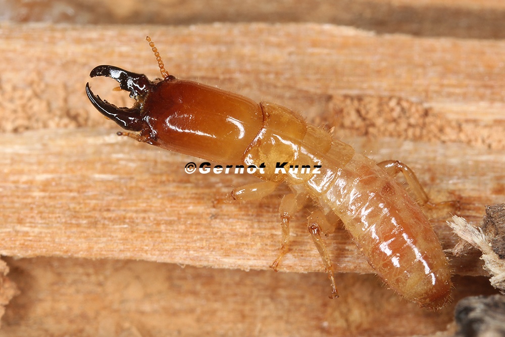 Kalotermes flavicollis  Yellow-necked drywood-termite  Gelbhalstermite S1 2