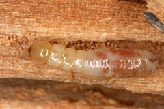 Kalotermes flavicollis  Yellow-necked drywood-termite  Gelbhalstermite W1 2