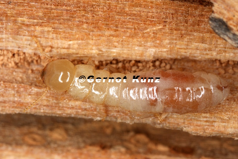 Kalotermes_flavicollis__Yellow-necked_drywood-termite__Gelbhalstermite_W1_2.jpg
