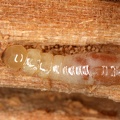 Kalotermes flavicollis  Yellow-necked drywood-termite  Gelbhalstermite W1 2