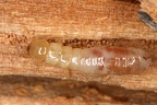 Isoptera (Termiten)