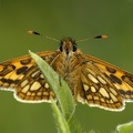 Carterocephalus palaemon  Gelbw  rfeliger Dickkopffalter 2 2v