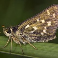 Hesperia comma  Kommafalter 6 2