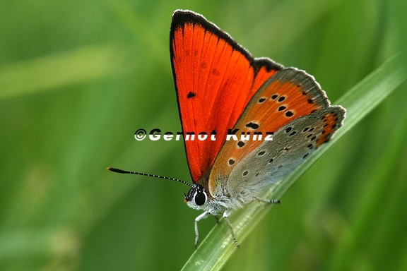 Lycaena dispar  Gro  er Feuerfalter M3 3