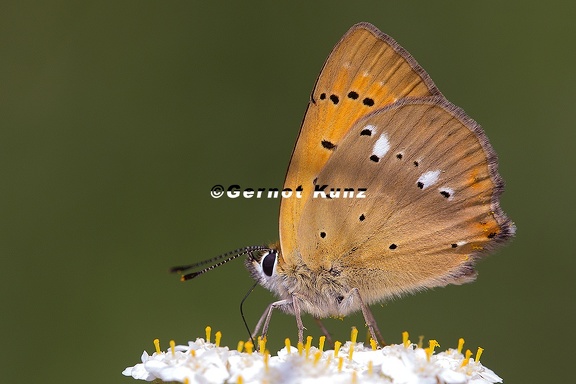 Lycaena vigaureae  Dukatenfalter 1 2