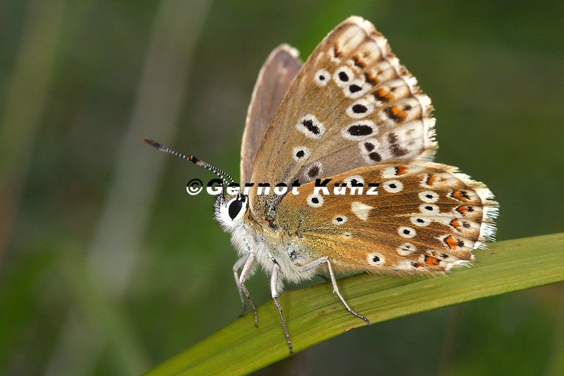 Polyommatus  bellargus  Himmelblauer Bl  uling W9 2