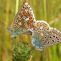 Polyommatus bellargus  Himmelblauer Bl  uling 1 2