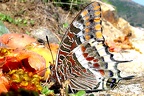 Papilionoidea, Diurna (Tagfalter)
