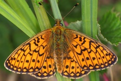Argynnis sp  cf1 2