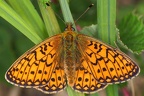 Nymphalidae (Edelfalter)