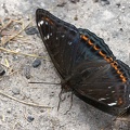 Limenitis populi  Gro  er Eisvogel 7 2v