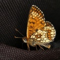 Melitaea athalia  Wachtelweizen-Scheckenfalter 1 2