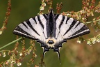 Papilionidae (Ritterfalter)