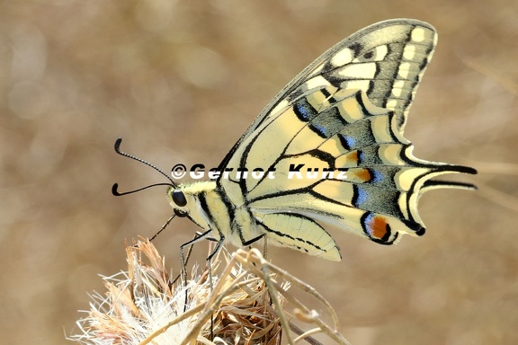Papilio machaon  Schwalbenschwanz 3 2