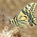Papilio machaon  Schwalbenschwanz 3 2