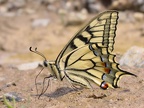 Papilio machaon  Schwalbenschwanz 6