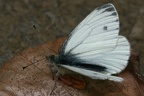 Pieridae (Weißlinge)